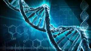 Передача генов по наследству у человека